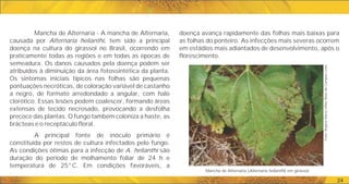 doença avança rapidamente das folhas mais baixas para
as folhas do ponteiro. As infecções mais severas ocorrem
em estádios mais adiantados de desenvolvimento, após o
florescimento.
Mancha de Alternaria (Alternaria helianthi) em girassol.
Foto:
Regina
Maria
Villas
Bôas
de
Campos
Leite
24
Mancha de Alternaria - A mancha de Alternaria,
causada por Alternaria helianthi, tem sido a principal
doença na cultura do girassol no Brasil, ocorrendo em
praticamente todas as regiões e em todas as épocas de
semeadura. Os danos causados pela doença podem ser
atribuídos à diminuição da área fotossintética da planta.
Os sintomas iniciais típicos nas folhas são pequenas
pontuações necróticas, de coloração variável de castanho
a negro, de formato arredondado a angular, com halo
clorótico. Essas lesões podem coalescer, formando áreas
extensas de tecido necrosado, provocando a desfolha
precoce das plantas. O fungo também coloniza a haste, as
brácteas e o receptáculo floral.
A principal fonte de inóculo primário é
constituída por restos de cultura infectados pelo fungo.
As condições ótimas para a infecção de A. helianthi são
duração do período de molhamento foliar de 24 h e
temperatura de 25°C. Em condições favoráveis, a
 
