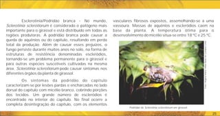 vasculares fibrosos expostos, assemelhando-se a uma
vassoura. Massas de aquênios e escleródios caem na
base da planta. A temperatura ótima para o
desenvolvimento do micélio situa-se entre 18 ºC e 25 ºC.
Podridão de Sclerotinia sclerotiorum em girassol.
Foto:
Regina
Maria
Villas
Bôas
de
Campos
Leite
25
Esclerotínia/Podridão branca - No mundo,
Sclerotinia sclerotiorum é considerado o patógeno mais
importante para o girassol e está distribuído em todas as
regiões produtoras. A podridão branca pode causar a
queda de aquênios ou do capítulo, resultando em perda
total da produção. Além de causar esses prejuízos, o
fungo persiste durante muitos anos no solo, na forma de
estruturas de resistência denominadas escleródios,
tornando-se um problema permanente para o girassol e
para outras espécies suscetíveis cultivadas na mesma
área. Sclerotinia sclerotiorum pode causar sintomas nos
diferentes órgãos da planta de girassol.
Os sintomas da podridão do capítulo
caracterizam-se por lesões pardas e encharcadas no lado
dorsal do capítulo com micélio branco, cobrindo porções
dos tecidos. Um grande número de escleródios é
encontrado no interior do capítulo. No final ocorre a
completa desintegração do capítulo, com os elementos
 