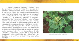 Míldio (Plasmopara halstedii) em girassol.
Foto:
Regina
Maria
Villas
Bôas
de
Campos
Leite
26
Míldio - causado por Plasmopara halstedii, é uma
das principais doenças do girassol no mundo e é
endêmico em todos os locais onde o girassol é cultivado.
A maioria dos países tem regulamentações específicas
para evitar a introdução ou a dispersão do patógeno,
inclusive o Brasil, onde é considerado praga quarentenária
categoria “A1”. É um parasita obrigatório e sistêmico,
transmitido por sementes. Plantas com infecção
sistêmica apresentam crescimento lento ou nanismo,
com folhas cloróticas e anormalmente grossas, hastes
quebradiças com capítulos eretos e, geralmente, estéreis.
Por ocasião do florescimento, plantas infectadas
sistemicamente apresentam altura de 0,1 m a 1 m e não
acompanham o movimento do sol, enquanto que plantas
sadias possuem 1,5 a 1,8 m. Em condições de alta
umidade e temperatura amena, há a formação de
estruturas branco-acinzentadas, compostas de
conidióforos e conídios, na face inferior das folhas
cloróticas.
 