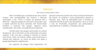 PRAGAS
PRAGAS
33
girassol variam de acordo com a fase de desenvolvimento
da cultura. O combate é mais problemático durante a
floração, pois, além da dificuldade para a entrada de
máquinas devido ao porte alto das plantas, deve-se evitar
o uso de inseticidas prejudiciais aos polinizadores,
especialmente as abelhas, e inimigos naturais.
Não é novidade que a introdução de uma cultura
sempre vem acompanhada dos insetos e doenças
associados a ela. Como a cultura do girassol não é
diferente, algumas pragas já começam a preocupar, pois
o rápido aumento da área cultivada vem favorecendo
também o aumento das pragas, algumas delas
consideradas, até então, secundárias para o girassol.
Grande parte das pragas observadas na cultura
do girassol, até o momento, já são conhecidas em outras
culturas. É por isso que o manejo e controle se tornam
mais fáceis. Falta, no entanto, definir, pelo menos para a
maioria das espécies, os níveis de danos nos quais a
queda da produção é significativa.
As espécies de pragas mais importantes do
Ana Paula Schneid Afonso Rosa
 
