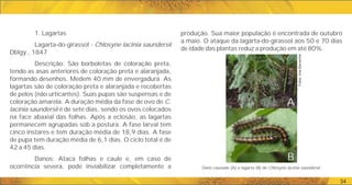 produção. Sua maior população é encontrada de outubro
a maio. O ataque da lagarta-do-girassol aos 50 e 70 dias
de idade das plantas reduz a produção em até 80%.
34
1. Lagartas
Lagarta-do-girassol - Chlosyne lacinia saundersii
Dblgy., 1847
Descrição: São borboletas de coloração preta,
tendo as asas anteriores de coloração preta e alaranjada,
formando desenhos. Medem 40 mm de envergadura. As
lagartas são de coloração preta e alaranjada e recobertas
de pelos (não urticantes). Suas pupas são suspensas e de
coloração amarela. A duração média da fase de ovo de C.
lacinia saundersii é de sete dias, sendo os ovos colocados
na face abaxial das folhas. Após a eclosão, as lagartas
permanecem agrupadas sob a postura. A fase larval tem
cinco instares e tem duração média de 18,9 dias. A fase
de pupa tem duração média de 6,1 dias. O ciclo total é de
42 a 45 dias.
Danos: Ataca folhas e caule e, em caso de
ocorrência severa, pode inviabilizar completamente a Dano causado (A) e lagarta (B) de Chlosyne lacinia saundersii.
A
B
Fotos:
Ana
Barneche
 