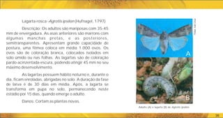 36
Lagarta-rosca -Agrotis ipsilon (Hufnagel, 1797)
Descrição: Os adultos são mariposas com 35-45
mm de envergadura. As asas anteriores são marrons com
algumas manchas pretas, e as posteriores,
semitransparentes. Apresentam grande capacidade de
postura, uma fêmea coloca em média 1.000 ovos. Os
ovos são de coloração branca, colocados isolados em
solo úmido ou nas folhas. As lagartas são de coloração
pardo-acinzentada-escura, podendo atingir 45 mm no seu
máximo desenvolvimento.
As lagartas possuem hábito noturno e, durante o
dia, ficam enroladas, abrigadas no solo. A duração da fase
de larva é de 30 dias em média. Após, a lagarta se
transforma em pupa no solo, permanecendo neste
estádio por 15 dias, quando emerge o adulto.
Danos: Cortam as plantas novas.
Adulto (A) e lagarta (B) de Agrotis ipsilon.
A
B
Fotos:
Ivan
Cruz
 