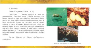 37
2. Besouros
Diabrotica speciosa (Germ., 1824)
Descrição: O adulto possui 6 mm de
comprimento, coloração verde, cabeça marrom e os
élitros são lisos com seis manchas amarelas e tíbias
pretas. Os ovos são colocados isoladamente no solo. A
larva possui até 10 mm, de coloração branca, cabeça
marrom e corpo alongado. Alimenta-se das raízes, no
entanto para o girassol os adultos são mais importantes,
atacam folhas, caule e capítulo. A pupa mede 5 mm de
coloração branca, fica protegida numa câmara pupal,
enterrada superficialmente no solo. O ciclo total é de 24 a
40 dias.
Danos: Atacam as folhas, perfurando-as
totalmente.
A B
C
Foto:
Ivan
Cruz
Foto:
Ivan
Cruz
Foto:
Moreira,
H.
&
Aragão,
F.
Adulto (A), ovos (B) e larva (C) de Diabrotica speciosa.
 