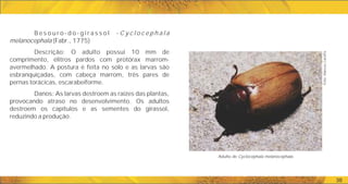 38
B e s o u r o - d o - g i r a s s o l - C y c l o c e p h a l a
melanocephala (Fabr., 1775)
Descrição: O adulto possui 10 mm de
comprimento, élitros pardos com protórax marrom-
avermelhado. A postura é feita no solo e as larvas são
esbranquiçadas, com cabeça marrom, três pares de
pernas torácicas, escarabeiforme.
Danos: As larvas destroem as raízes das plantas,
provocando atraso no desenvolvimento. Os adultos
destroem os capítulos e as sementes do girassol,
reduzindo a produção.
Adulto de Cyclocephala melanocephala.
Foto:
Marcos
Caraffa
 