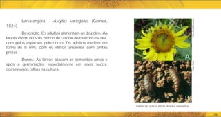 Adulto (A) e larva (B) de Astylus variegatus.
A
B
39
Larva-angorá - Astylus variegatus (Germar,
1824)
Descrição: Os adultos alimentam-se de pólen. As
larvas vivem no solo, sendo de coloração marrom-escura,
com pelos esparsos pelo corpo. Os adultos medem em
torno de 8 mm, com os élitros amarelos com pintas
pretas.
Danos: As larvas atacam as sementes antes e
após a germinação, especialmente em anos secos,
ocasionando falhas na cultura.
Foto:
Ana
Barneche
Foto:
Cruz
 