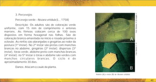 40
3. Percevejos
Percevejo-verde - Nezara viridula (L., 1758)
Descrição: Os adultos são de coloração verde
uniforme, com 15 mm de comprimento e antenas
marrons. As fêmeas colocam cerca de 100 ovos
dispostos em forma hexagonal nas folhas. São de
coloração branco-amarelada no início e rosada próximo à
eclosão. As ninfas são alaranjadas e gregárias ao redor da
postura (1º instar). No 2º instar são pretas com manchas
brancas no abdome, gregárias (2º instar); dispersas (3º
instar), tórax verde, abdome preto com manchas brancas
(4º instar); no 5º instar o tórax e abdome são verdes com
manchas circulares brancas. O ciclo é de
aproximadamente 30 dias.
Danos: Atacam o caule da planta.
A
B
Foto:
Moreira,
H.
&
Aragão,
F.
Foto:
Bastos,
C.
S.
Adulto (A) e ovos (B) de .
Nezara viridula
 