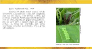 Adulto (A) e ovos (B) de Edessa meditabunda.
41
Edessa meditabunda (Fabr., 1794)
Descrição: Os adultos medem cerca de 1 cm de
comprimento. A sua coloração é verde, com exceção das
asas, que são escuras, e das antenas e pernas, que
podem ser amareladas. As fêmeas geralmente depositam
ovos nas folhas, dispostos em grupos com duas fileiras.
Eles são verde-claros e eclodem alguns dias após a
postura. As ninfas são amareladas com partes
esverdeadas e manchas avermelhadas, cinza e pretas
sobre o abdome.
A
B
Foto:
Ana
Barneche
Foto:
Ana
Barneche
 