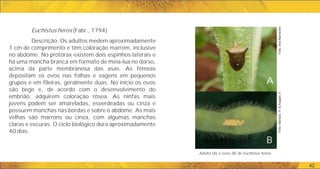 42
Euchistus heros (Fabr., 1794)
Descrição: Os adultos medem aproximadamente
1 cm de comprimento e têm coloração marrom, inclusive
no abdome. No protórax existem dois espinhos laterais e
há uma mancha branca em formato de meia-lua no dorso,
acima da parte membranosa das asas. As fêmeas
depositam os ovos nas folhas e vagens em pequenos
grupos e em fileiras, geralmente duas. No início os ovos
são bege e, de acordo com o desenvolvimento do
embrião, adquirem coloração rósea. As ninfas mais
jovens podem ser amareladas, esverdeadas ou cinza e
possuem manchas nas bordas e sobre o abdome. As mais
velhas são marrons ou cinza, com algumas manchas
claras e escuras. O ciclo biológico dura aproximadamente
40 dias.
Adulto (A) e ovos (B) de Euchistus heros.
A
B
Foto:
Ana
Barneche
Foto:
Moreira,
H.
&
Aragão,
F.
 