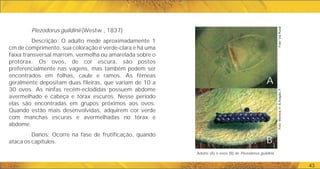 43
Piezodorus guildinii (Westw., 1837)
Descrição: O adulto mede aproximadamente 1
cm de comprimento, sua coloração é verde-clara e há uma
faixa transversal marrom, vermelha ou amarelada sobre o
protórax. Os ovos, de cor escura, são postos
preferencialmente nas vagens, mas também podem ser
encontrados em folhas, caule e ramos. As fêmeas
geralmente depositam duas fileiras, que variam de 10 a
30 ovos. As ninfas recém-eclodidas possuem abdome
avermelhado e cabeça e tórax escuros. Nesse período
elas são encontradas em grupos próximos aos ovos.
Quando estão mais desenvolvidas, adquirem cor verde
com manchas escuras e avermelhadas no tórax e
abdome.
Danos: Ocorre na fase de frutificação, quando
ataca os capítulos.
Adulto (A) e ovos (B) de Piezodorus guildinii.
A
B
Foto:
Moreira,
H.
&
Aragão,
F.
Foto:
Via
Rural
 