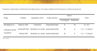 Praga Produto Ingrediente ativo Grupo químico
Classe
Dose
Toxicológica Ambiental
Rachiplusia nu Dipterex 500 Triclorfom Organofosforado II III 6 L ha- 1
Chlosyine lacinia
saundersii
Cartap BR 500 Cloridrato de cartap bis(tiocarbamato) III II 1,0 – 1,5 Kg ha-1
Thiobel 500 Cloridrato de cartap bis(tiocarbamato) III II 1,0 – 1,5 Kg ha-1
45
Produtos registrados no Ministério da Agricultura, Pecuária e Abastecimento para a cultura do girassol.
Fonte: Agrofit
 