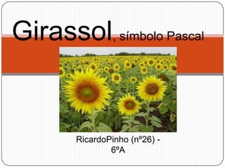 Girassol, símbolo Pascal


        RicardoPinho (nº26) -
                6ºA
 