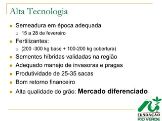 Alta Tecnologia
Semeadura em época adequada
15 a 28 de fevereiro
Fertilizantes:
(200 -300 kg base + 100-200 kg cobertura)
Sementes híbridas validadas na região
Adequado manejo de invasoras e pragas
Produtividade de 25-35 sacas
Bom retorno financeiro
Alta qualidade do grão: Mercado diferenciado
 