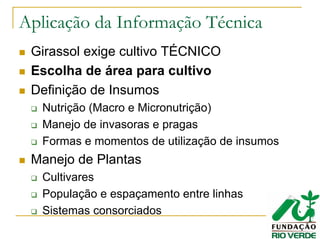 Aplicação da Informação Técnica
Girassol exige cultivo TÉCNICO
Escolha de área para cultivo
Definição de Insumos
Nutrição (Macro e Micronutrição)
Manejo de invasoras e pragas
Formas e momentos de utilização de insumos
Manejo de Plantas
Cultivares
População e espaçamento entre linhas
Sistemas consorciados
 