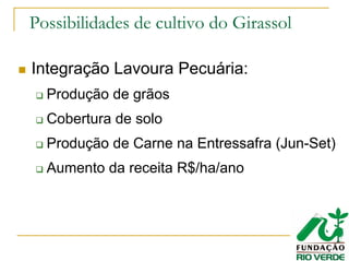 Possibilidades de cultivo do Girassol
Integração Lavoura Pecuária:
Produção de grãos
Cobertura de solo
Produção de Carne na Entressafra (Jun-Set)
Aumento da receita R$/ha/ano
 