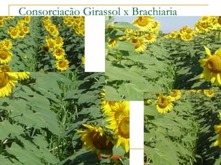 Consorciação Girassol x Brachiaria
 