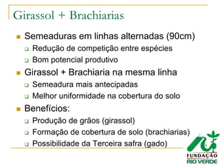 Girassol + Brachiarias
Semeaduras em linhas alternadas (90cm)
Redução de competição entre espécies
Bom potencial produtivo
Girassol + Brachiaria na mesma linha
Semeadura mais antecipadas
Melhor uniformidade na cobertura do solo
Benefícios:
Produção de grãos (girassol)
Formação de cobertura de solo (brachiarias)
Possibilidade da Terceira safra (gado)
 