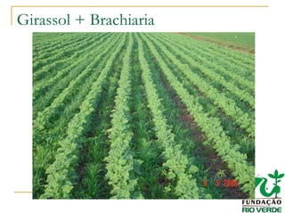 Girassol + Brachiaria
 