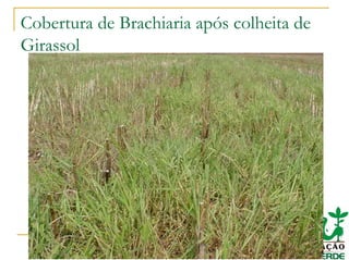 Cobertura de Brachiaria após colheita de
Girassol
 