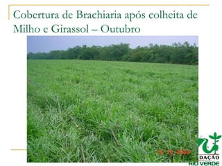 Cobertura de Brachiaria após colheita de
Milho e Girassol – Outubro
 