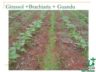 Girassol +Brachiaria + Guandu
 