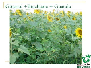 Girassol +Brachiaria + Guandu
 