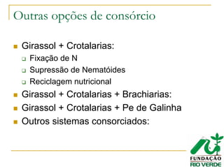 Outras opções de consórcio
Girassol + Crotalarias:
Fixação de N
Supressão de Nematóides
Reciclagem nutricional
Girassol + Crotalarias + Brachiarias:
Girassol + Crotalarias + Pe de Galinha
Outros sistemas consorciados:
 
