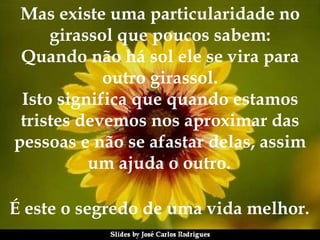 É este o segredo de uma vida melhor.   Mas existe uma particularidade no girassol que poucos sabem: Quando não há sol ele se vira para outro girassol. Isto significa que quando estamos tristes devemos nos aproximar das pessoas e não se afastar delas, assim um ajuda o outro.   
