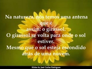 .  Na natureza, nós temos uma antena que é assim: o girassol. O girassol se volta para onde o sol estiver. Mesmo que o sol esteja escondido atrás de uma nuvem. 