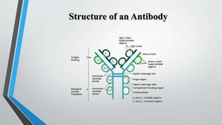 Structure of an Antibody
 