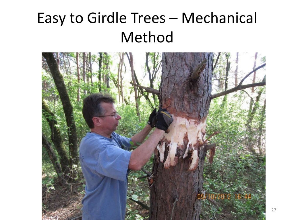 Girdling Trees to Create Snags and Coarse Wood Debris and to Improve