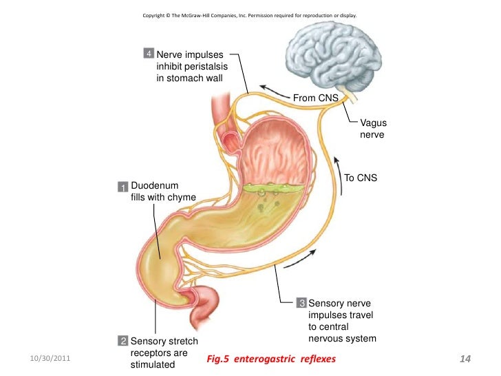 gastro intestinal reflexes