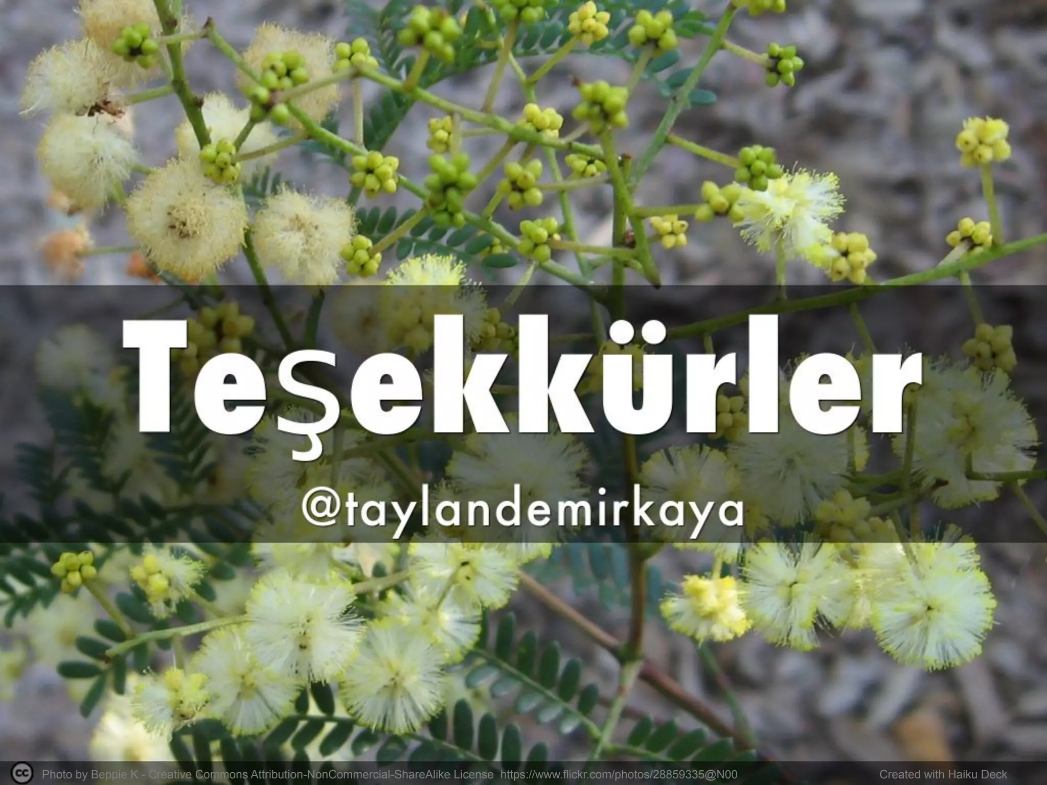 Photo by Beppie K - Creative Commons Attribution-NonCommercial-ShareAlike License https://www.flickr.com/photos/28859335@N00	
   Created with Haiku Deck	
  
 