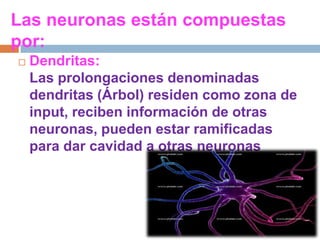 Las neuronas están compuestas por:Dendritas:Las prolongaciones denominadas dendritas (Árbol) residen como zona de input, reciben información de otras neuronas, pueden estar ramificadas para dar cavidad a otras neuronas 