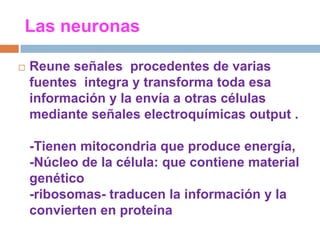 Las neuronasReune señales  procedentes de varias fuentes  integra y transforma toda esa información y la envía a otras células mediante señales electroquímicas output .-Tienen mitocondria que produce energía,-Núcleo de la célula: que contiene material genético -ribosomas- traducen la información y la convierten en proteína