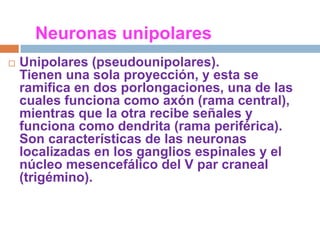 Neuronas unipolaresUnipolares (pseudounipolares). Tienen una sola proyección, y esta se ramifica en dos porlongaciones, una de las cuales funciona como axón (rama central), mientras que la otra recibe señales y funciona como dendrita (rama periférica). Son características de las neuronas localizadas en los ganglios espinales y el núcleo mesencefálico del V par craneal (trigémino).