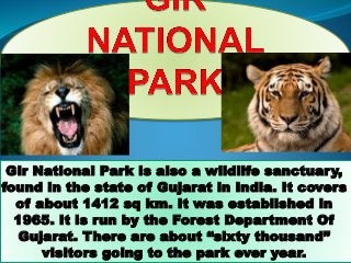 Gir National Park is also a wildlife sanctuary,
found in the state of Gujarat in India. It covers
of about 1412 sq km. It was established in
1965. It is run by the Forest Department Of
Gujarat. There are about “sixty thousand”
visitors going to the park ever year.
 
