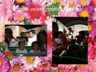 Estem veient moltes floretes
 