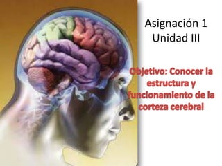 Asignación 1 Unidad III Objetivo: Conocer la estructura y funcionamiento de la corteza cerebral 