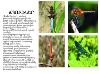 ՃՊՈՒՌՆԵՐ
։Գլուխը խոշոր է, շարժուն,
ֆասետային աչքերը գրավում են
գրեթե ամբողջ գլուխը։ Բերանը կրծող
տիպի է։ Ունեն 2 զույգ նույնանման
կառուցվածքով, խիստ ջղավորված
թափանցիկ թևեր (10–94 մմ)։
Ձվադրում են հողում, ջրում, ջրային
բույսերի
հյուսվածքներում։Թրթուրները
նույնպես գիշատիչ են. սնվում են
ջրային միջատների թրթուրներով,
երբեմն հարձակվում են մատղաշ
ձկների վրա։ Նրանց
շատակերությունը չափազանց
օգտակար է. շատ վնասատու
միջատներ են ոչնչացնում՝ թռչելով
անտառային կածանների,
բացատների ու անտառեզրերի
վրայով։ Ճպուռն ամենաարագ թռչող
միջատն է. նա սլանում է գետերի ու
լճակների վրայով՝ որսալով մոծակներ
և այլ միջատներ։Ճպուռներն
արագաշարժ են և իրենց զոհին որսում
են թռիչքի ժամանակ
 