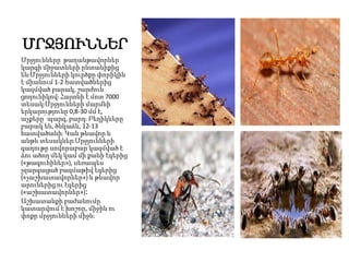 ՄՐՋՅՈՒՆՆԵՐ
Մրջյունները թաղանթավորներ
կարգի միջատների ընտանիքից
են։Մրջյունների կուրծքը փորիկին
է միանում 1-2 հատվածներից
կազմված բարակ, շարժուն
ցողունիկով։ Հայտնի է մոտ 7000
տեսակ։Մրջյունների մարմնի
երկարությունը 0,8-30 մմ է,
աչքերը՝ պարզ, բարդ։ Բեղիկները
բարակ են, ծնկաձև, 12-13
հատվածանի։ Կան թևավոր և
անթև տեսակներ։Մրջյունների
գաղութը սովորաբար կազմված է
ձու ածող մեկ կամ մի քանի էգերից
(«թագուհիներ»), սեռապես
չզարգացած բազմաթիվ էգերից
(«չաշխատավորներ») և թևավոր
արուներից ու էգերից
(«աշխատավորներ»)։
Աշխատանքի բաժանումը
կատարվում է խոշոր, միջին ու
փոքր մրջյունների միջև։
 