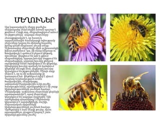 ՄԵՂՈՒՆԵՐ
Այդ նպատակով էլ մեղրը քամելիս
մեղվապահը մեղուներին ձմռան պաշար է
թողնում: Բացի այդ, մեղրահացերում աճում
են թրթուրները՝ ապագա մեղուները:
Հետաքրքրական է, որ հատուկ
ազդանշանային համակարգի օգնությամբ
մեղուները կարող են միմյանց հայտնել
իրենց գտած մեղրատու բույսի տեղը:
Աշխատավոր մեղուների միջև աշխատանքի
խիստ բաժանում կա. մի մասը նեկտար ու
ծաղկափոշի է գտնում և բերում փեթակ,
մյուսները՝ վերցնում են այն և լցնում
մեղրահացերը, երրորդ խումբը մաքրում են
մեղրահացերը, չորրորդ խումբը թևերով
օդափոխիչի նման օդափոխում են փեթակը,
հինգերորդ խումբը պահակ են կանգնում
փեթակի մուտքի մոտ, վեցերորդ խումբը
կերակրում են թրթուրներին: Միայն մայր
մեղուն է, որ ոչ մի աշխատանք չի
կատարում,նա փեթակում ձվեր է դնում:
Կարևոր նշանակություն ունեն
ծաղկափոշին, մեղվակաթը,
ակնամոմը։Ծաղկափոշին ունի բուժիչ
հատկություններ, օգտագործվում է մի շարք
հիվանդությունների բուժման համար:
Մեղվակաթը աշխատող մեղուների գեղձերի
արտազատուկն է, որով մեղուները
կերակրում են ապագա մայրերին: Այն
արժեքավոր դեղամիջոց է։Ակնամոմը
կիրառվում է այրվածքների, մաշկի,
մարսողական օրգանների
հիվանդությունների բուժման համար:
Արժեքավոր է նաև մեղվի թույնը. ճիշտ
օգտագործելու դեպքում կարող է շատ
հիվանդություններ բուժել:
 