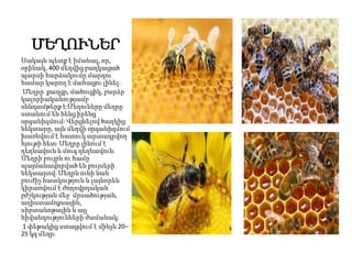 ՄԵՂՈՒՆԵՐ
Սակայն պետք է իմանալ, որ,
օրինակ, 400 մեղվից բաղկացած
պարսի հարձակումը մարդու
համար կարող է մահացու լինել:
Մեղրը քաղցր, մածուցիկ, բարձր
կալորիականությամբ
սննդամթերք է։Մեղուները մեղրը
ստանում են հենց իրենց
օրգանիզմում։ Վերցնելով ծաղկից
նեկտարը, այն մեղվի օրգանիզմում
խառնվում է հատուկ արտադրվող
հյութի հետ։ Մեղրը լինում է
դեղնավուն և մուգ դեղնավուն։
Մեղրի բույրն ու համը
պայմանավորված են բույսերի
նեկտարով։ Մեղրն ունի նաև
բուժիչ հատկություն և լայնորեն
կիրառվում է ժողովրդական
բժշկության մեջ՝ մրսածության,
աղիստամոքսային,
սիրտանոթային և այլ
հիվանդությունների ժամանակ։
1 փեթակից ստացվում է մինչև 20–
25 կգ մեղր։
 