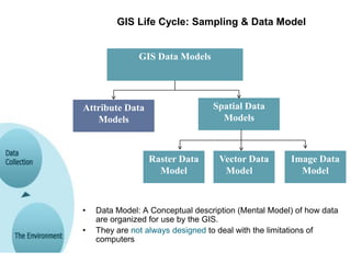 GIS Life Cycle: Sampling & Data Model
• Data Model: A Conceptual description (Mental Model) of how data
are organized for use by the GIS.
• They are not always designed to deal with the limitations of
computers
GIS Data Models
Attribute Data
Models
Spatial Data
Models
Raster Data
Model
Vector Data
Model
Image Data
Model
 