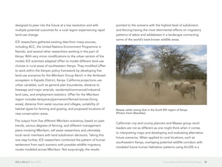GIS in Africa 2  April 2013 38From Urban California to Rural Kenya
designed to peer into the future at a low resolution and with
multiple potential outcomes for a rural region experiencing rapid
land-use change.
ICE researchers gathered existing data from many sources,
including ACC, the United Nations Environment Programme in
Nairobi, and several other researchers working in this part of
Kenya. With very minor modifications to the urban version of the
model, ICE scientists adapted UPlan to model different land-use
choices in rural areas of southeastern Kenya. They modified UPlan
to work within the Kenyan policy framework by developing five
land-use scenarios for the Mbirikani Group Ranch in the Amboseli
ecosystem in Kajiado District, Kenya. California projections use
urban variables, such as general plan boundaries, distance to
freeways and major arterials, residential/commercial/industrial
land uses, and employment statistics. UPlan for the Mbirikani
region includes temporary/permanent/fenced bomas (living
areas), distance from water sources and villages, suitability of
habitat types for farming and grazing, and proposed locations of
new conservation areas.
The output from five different Mbirikani scenarios, based on past
trends, various degrees of fencing, and different management
plans involving Mbirikani, will assist researchers and ultimately
local ranch members with land subdivision decisions. Taking this
one step further, ICE researchers combined the pattern of human
settlement from each scenario with possible wildlife migratory
routes modeled across Mbirikani. Not surprisingly, the results
pointed to the scenario with the highest level of subdivision
and fencing having the most detrimental effects on migratory
patterns of zebra and wildebeest in a landscape connecting
some of the world's best-known wildlife areas.
Californian city and county planners and Maasai group ranch
leaders are not as different as one might think when it comes
to interpreting maps and developing and evaluating alternative
future scenarios. When applied to rural locations, such as
southeastern Kenya, overlaying potential wildlife corridors with
modeled future human habitation patterns using ArcGIS is a
Maasai cattle raising dust in the South Rift region of Kenya.
(Photos: Karen Beardsley)
 