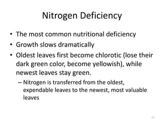 Nitrogen Deficiency
• The most common nutritional deficiency
• Growth slows dramatically
• Oldest leaves first become chlorotic (lose their
  dark green color, become yellowish), while
  newest leaves stay green.
  – Nitrogen is transferred from the oldest,
    expendable leaves to the newest, most valuable
    leaves

                                                     13
 