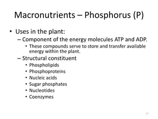 Macronutrients – Phosphorus (P)
• Uses in the plant:
  – Component of the energy molecules ATP and ADP.
     • These compounds serve to store and transfer available
       energy within the plant.
  – Structural constituent
     •   Phospholipids
     •   Phosphoproteins
     •   Nucleic acids
     •   Sugar phosphates
     •   Nucleotides
     •   Coenzymes


                                                               17
 