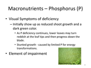 Macronutrients – Phosphorus (P)
• Visual Symptoms of deficiency
  – Initially show up as reduced shoot growth and a
    dark green color.
     • As P deficiency continues, lower leaves may turn
       reddish at the leaf tips and then progress down the
       blade.
     • Stunted growth - caused by limited P for energy
       transformations.
• Element of impairment

                                         Photo credit: Rosa Say
                                                                  18
 