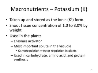 Macronutrients – Potassium (K)
• Taken up and stored as the ionic (K+) form.
• Shoot tissue concentration of 1.0 to 3.0% by
  weight.
• Used in the plant:
  – Enzymes activator
  – Most important solute in the vacuole
     • Osmoregulation = water regulation in plants
  – Used in carbohydrate, amino acid, and protein
    synthesis

                                                     20
 