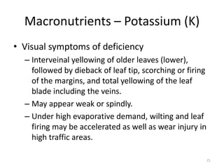 Macronutrients – Potassium (K)
• Visual symptoms of deficiency
  – Interveinal yellowing of older leaves (lower),
    followed by dieback of leaf tip, scorching or firing
    of the margins, and total yellowing of the leaf
    blade including the veins.
  – May appear weak or spindly.
  – Under high evaporative demand, wilting and leaf
    firing may be accelerated as well as wear injury in
    high traffic areas.

                                                           21
 