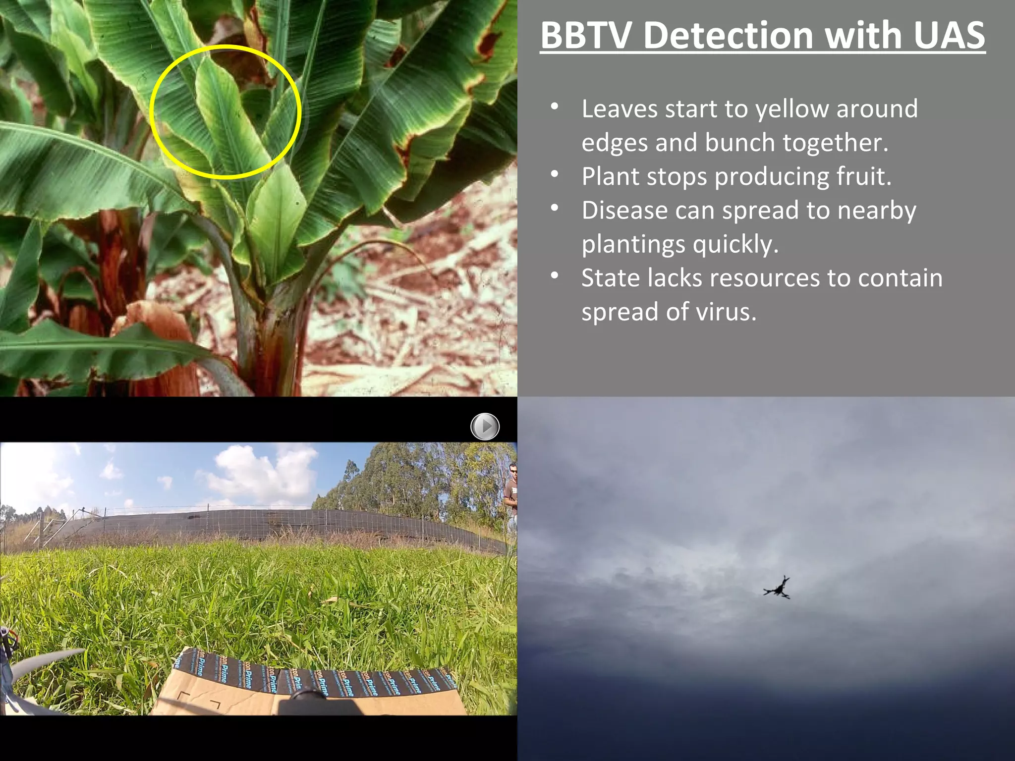 • Leaves start to yellow around
edges and bunch together.
• Plant stops producing fruit.
• Disease can spread to nearby
plantings quickly.
• State lacks resources to contain
spread of virus.
BBTV Detection with UAS
 